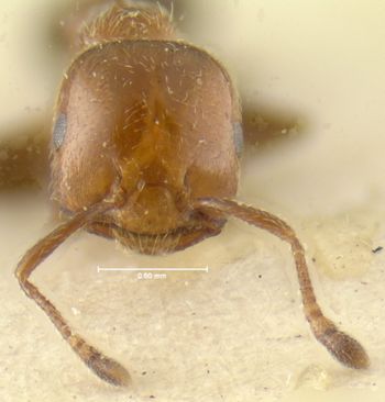 Media type: image; Entomology 30754   Aspect: head frontal view
